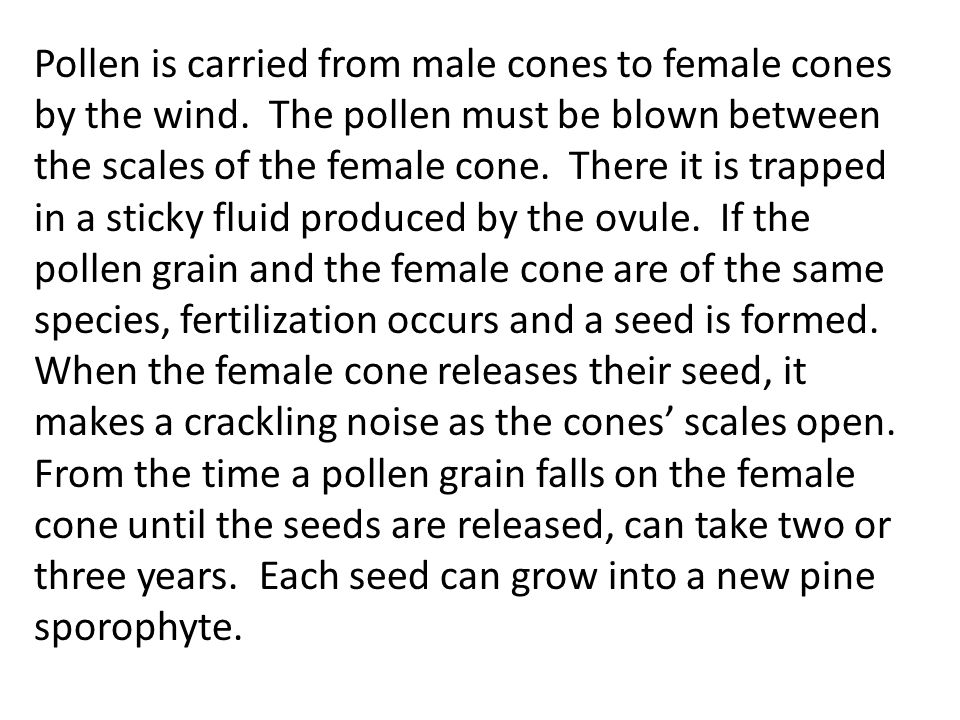 Pollen is carried from male cones to female cones by the wind