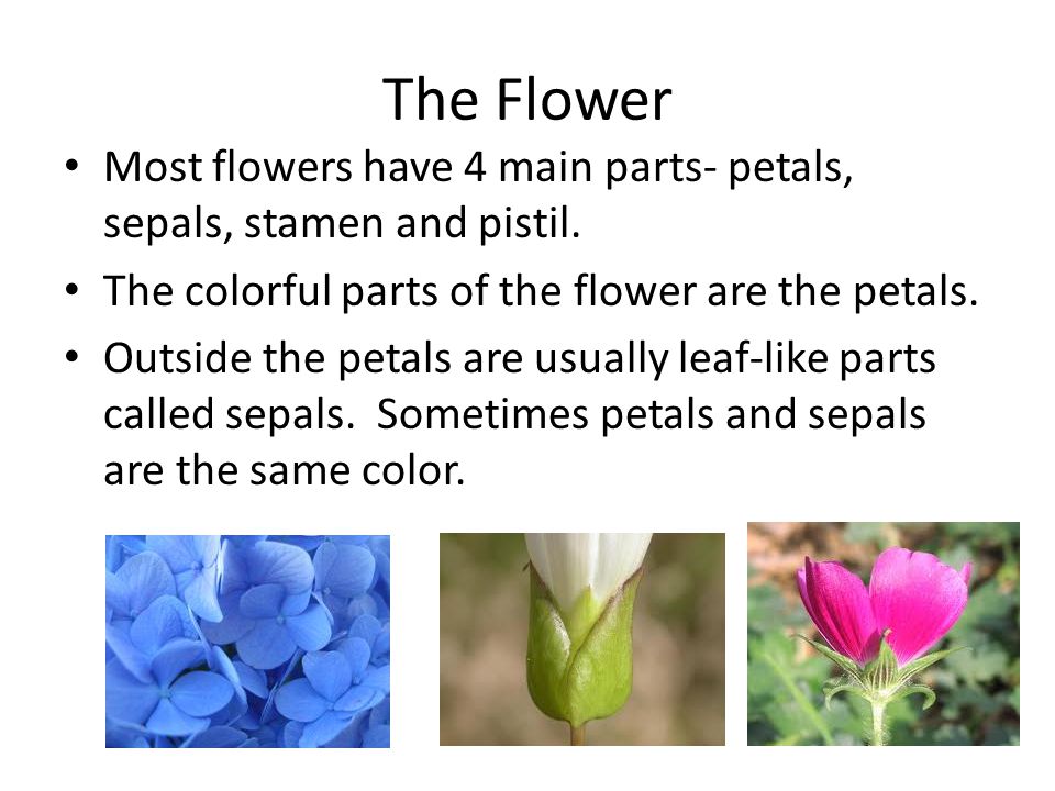 The Flower Most flowers have 4 main parts- petals, sepals, stamen and pistil. The colorful parts of the flower are the petals.