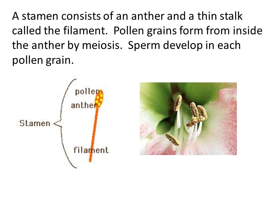 A stamen consists of an anther and a thin stalk called the filament