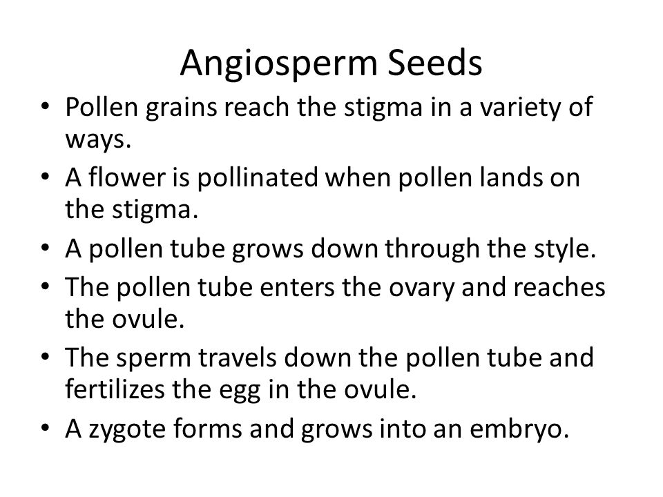 Angiosperm Seeds Pollen grains reach the stigma in a variety of ways.