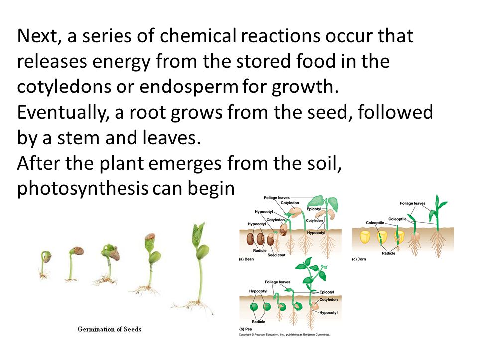 Next, a series of chemical reactions occur that releases energy from the stored food in the cotyledons or endosperm for growth.