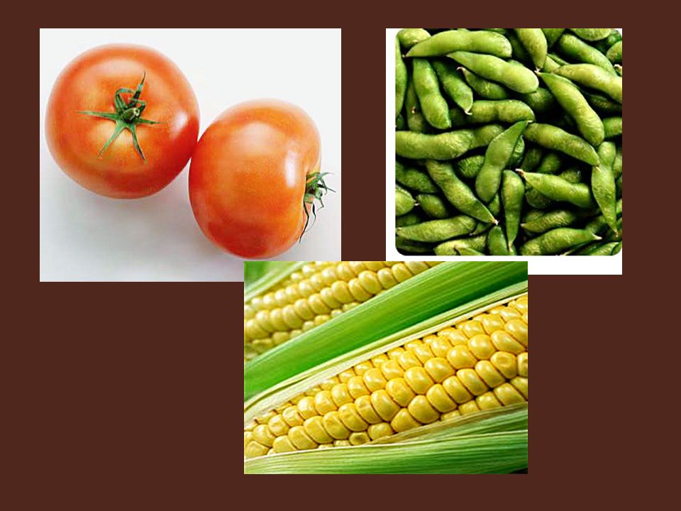 GMO crops—you cannot really notice any remarkable difference, these crops look healthy.
