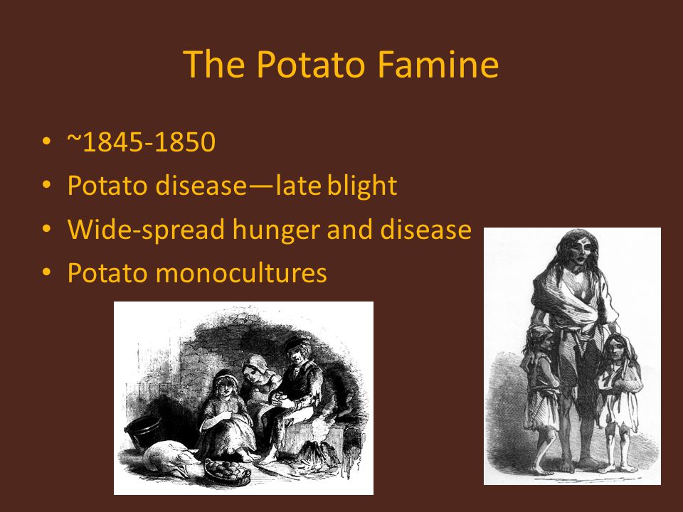 The Potato Famine ~ Potato disease—late blight