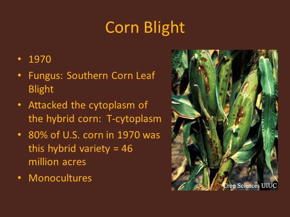 Corn Blight 1970 Fungus: Southern Corn Leaf Blight