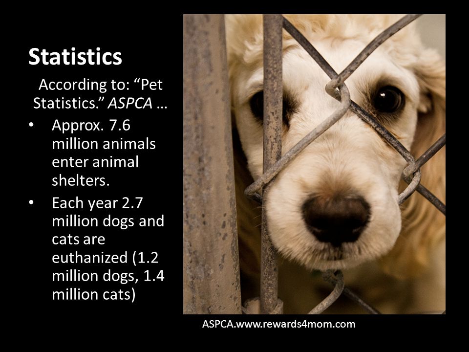 According to: Pet Statistics. ASPCA …