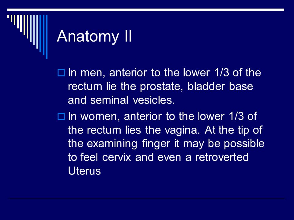 Anatomy II In men, anterior to the lower 1/3 of the rectum lie the prostate, bladder base and seminal vesicles.