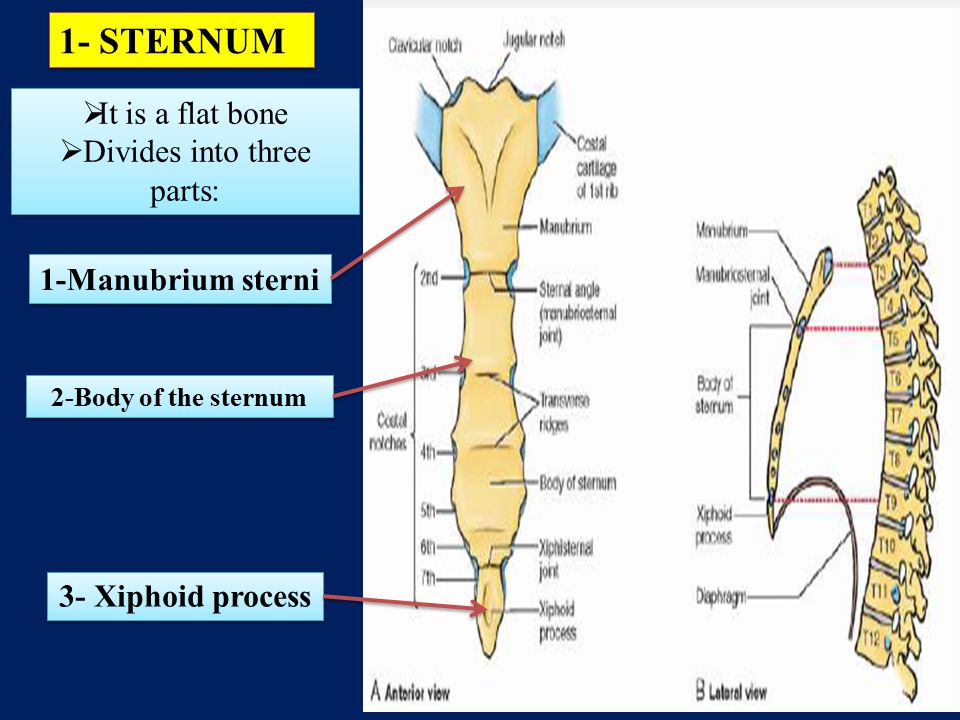 a-the thoracic wall a-the thoracic wall boundaries boundaries