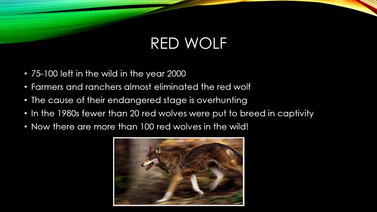 year 2000 farmers and ranchers almost eliminated the red wolfthe