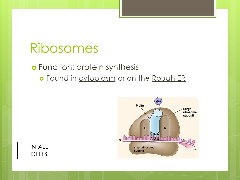 Ribosomes Function: protein synthesis