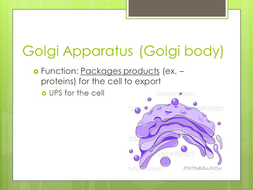 Golgi Apparatus (Golgi body)