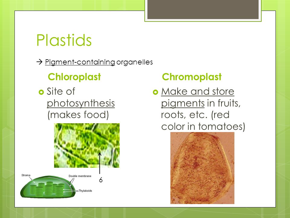 Plastids Chloroplast Chromoplast Site of photosynthesis (makes food)