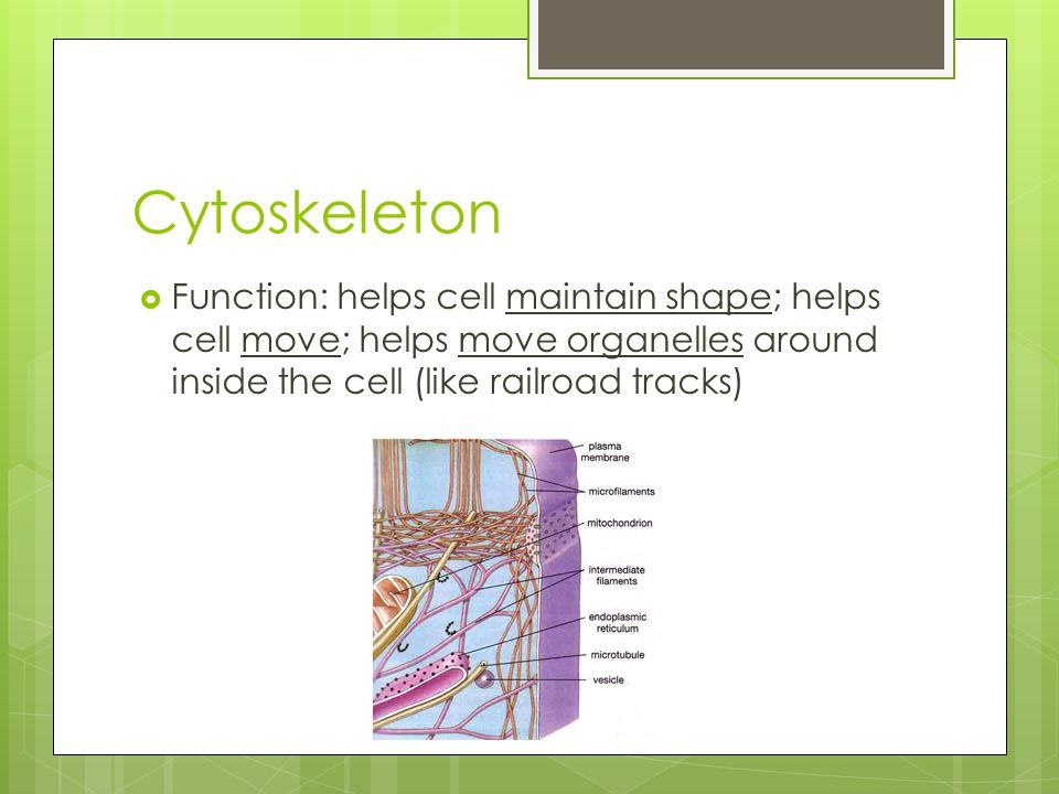 Cytoskeleton Function: helps cell maintain shape; helps cell move; helps move organelles around inside the cell (like railroad tracks)