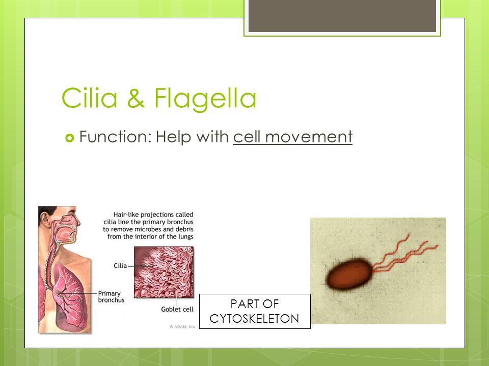 Cilia & Flagella Function: Help with cell movement