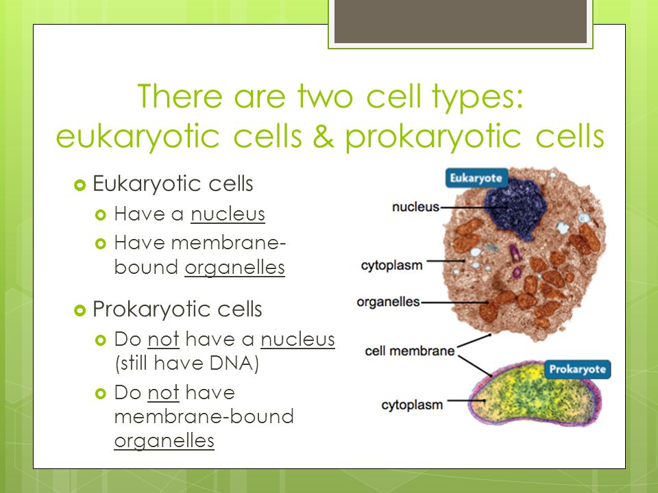 There are two cell types: eukaryotic cells & prokaryotic cells