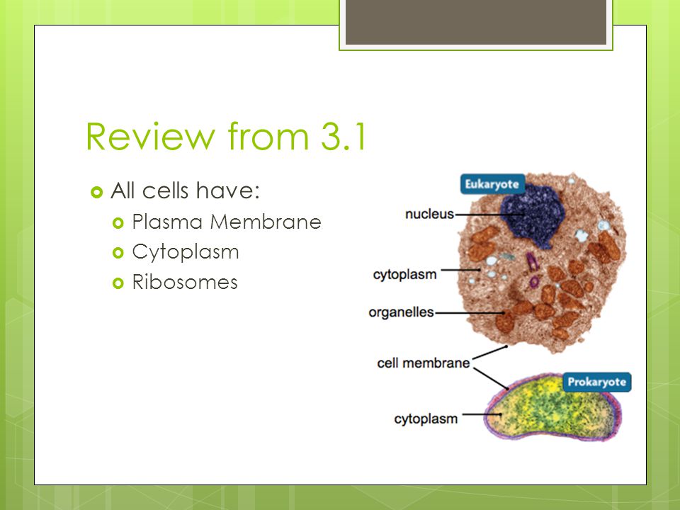 Review from 3.1 All cells have: Plasma Membrane Cytoplasm Ribosomes
