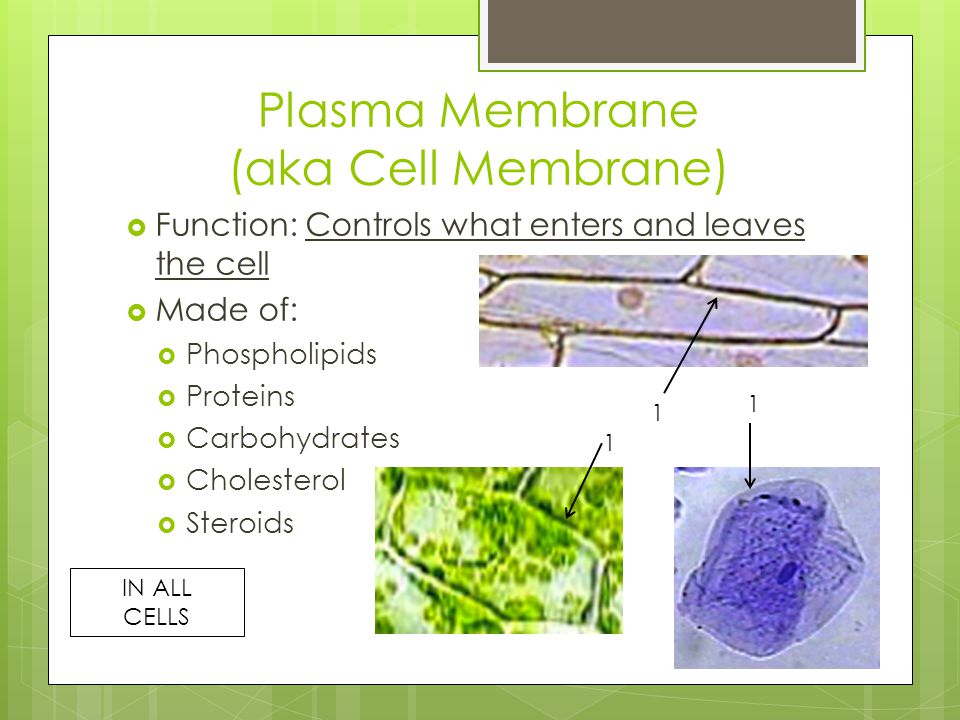 Plasma Membrane (aka Cell Membrane)