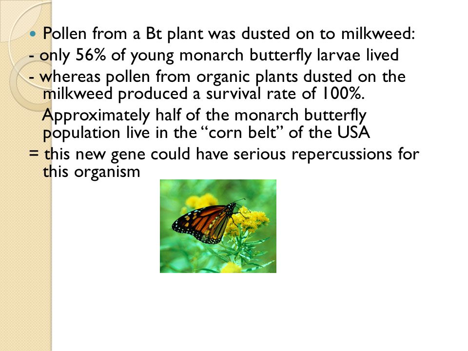 Pollen from a Bt plant was dusted on to milkweed: