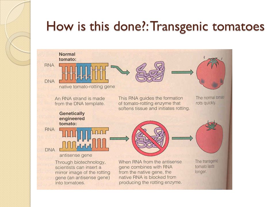 How is this done : Transgenic tomatoes