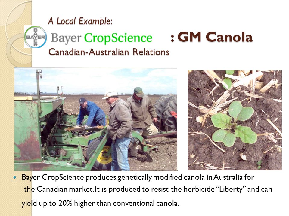 A Local Example: : GM Canola Canadian-Australian Relations