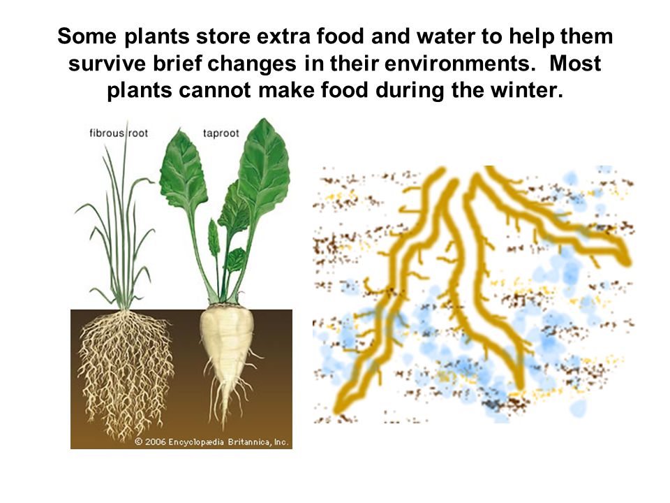 Some plants store extra food and water to help them survive brief changes in their environments.