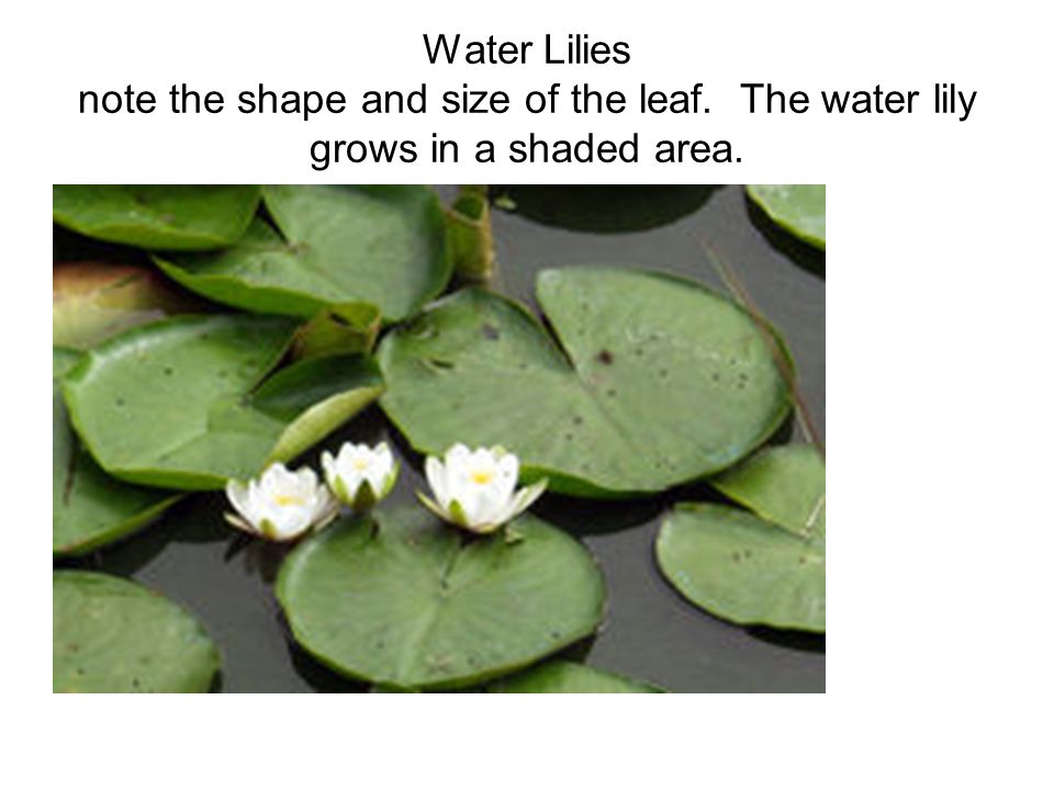 Water Lilies note the shape and size of the leaf