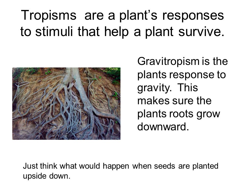 Tropisms are a plant’s responses to stimuli that help a plant survive.
