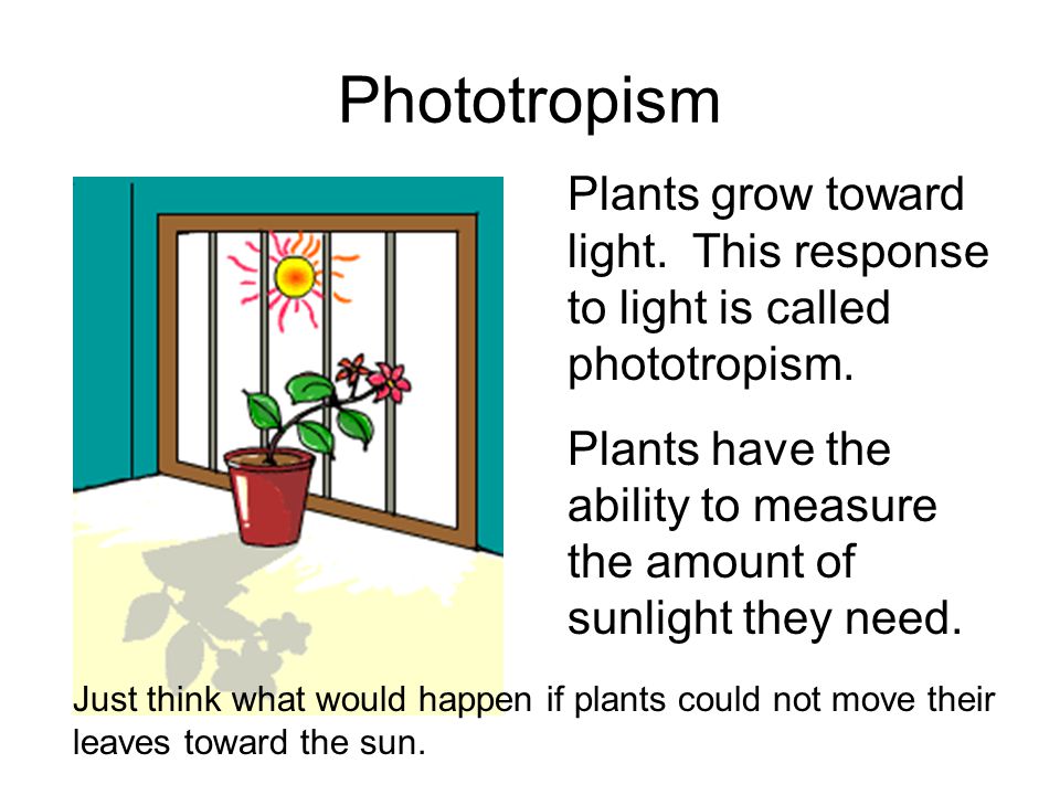 Phototropism Plants grow toward light. This response to light is called phototropism.