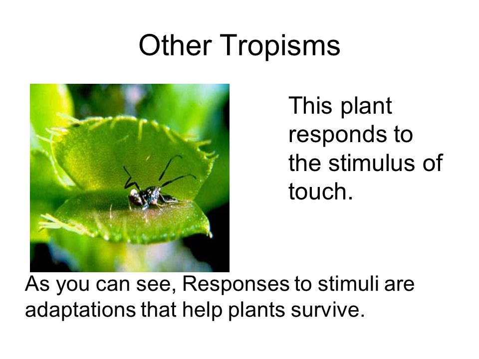 Other Tropisms This plant responds to the stimulus of touch.
