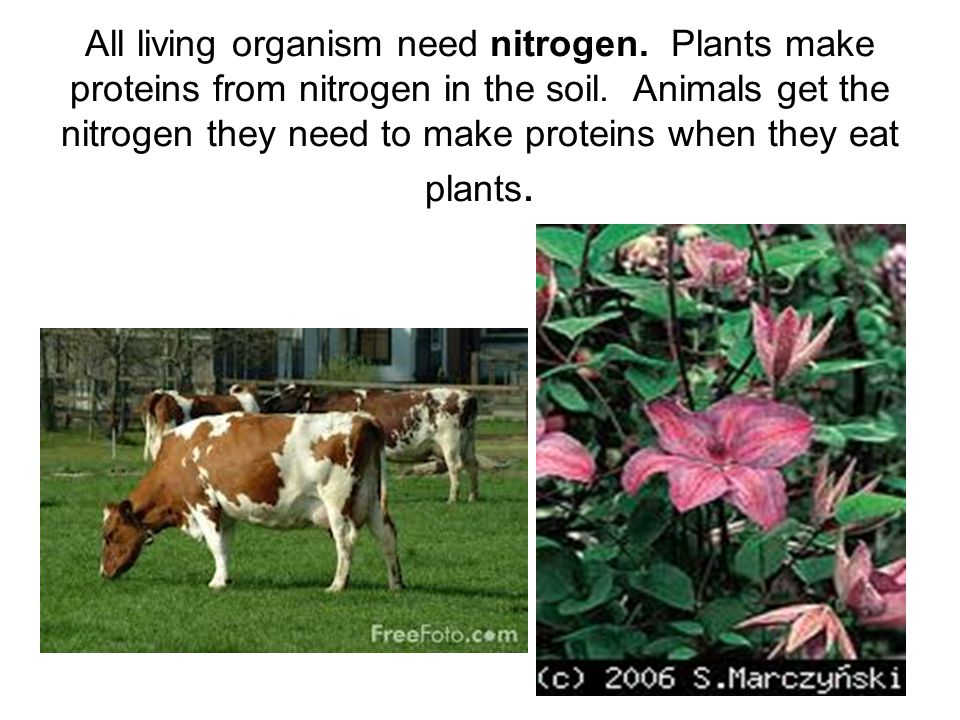 All living organism need nitrogen