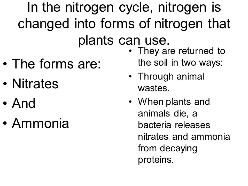 In the nitrogen cycle, nitrogen is changed into forms of nitrogen that plants can use.