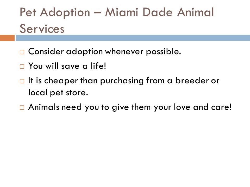 Pet Adoption – Miami Dade Animal Services