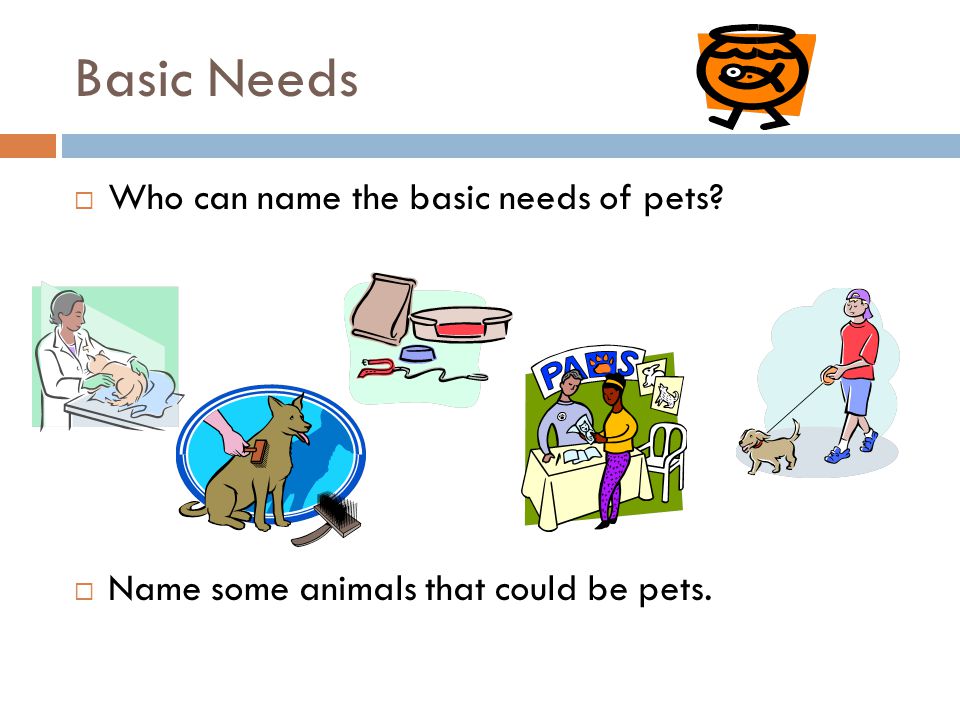 Basic Needs Who can name the basic needs of pets
