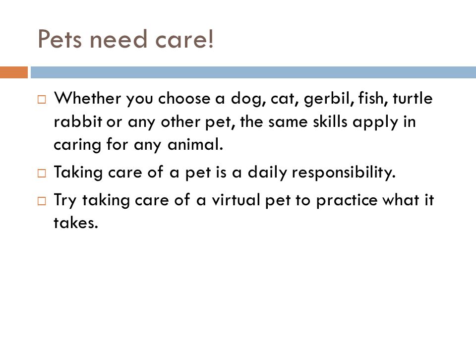 Pets need care! Whether you choose a dog, cat, gerbil, fish, turtle rabbit or any other pet, the same skills apply in caring for any animal.