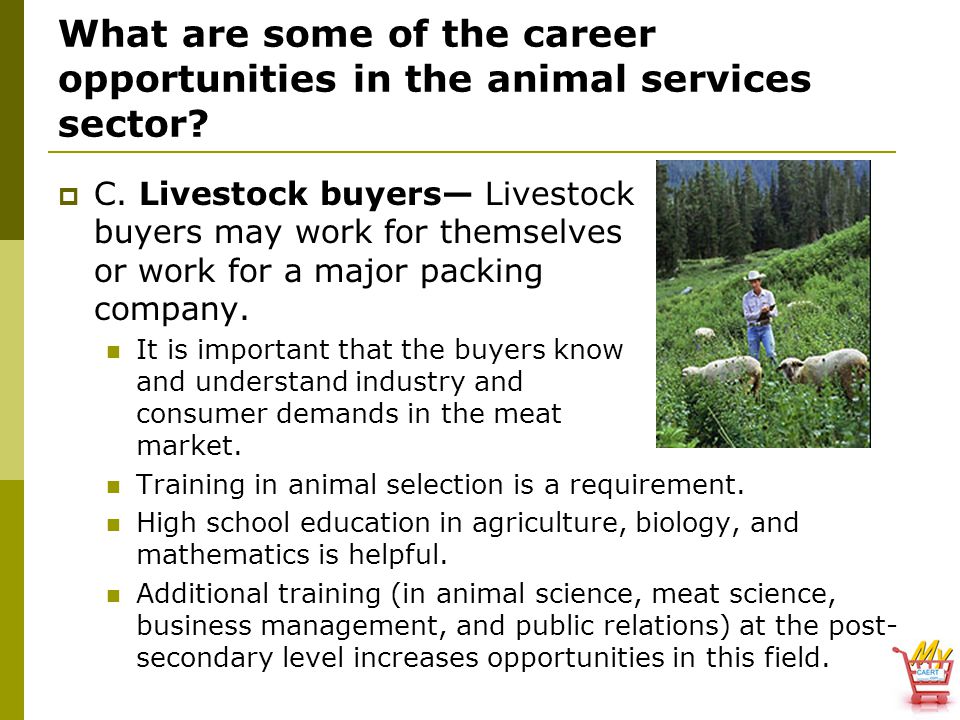 What are some of the career opportunities in the animal services sector