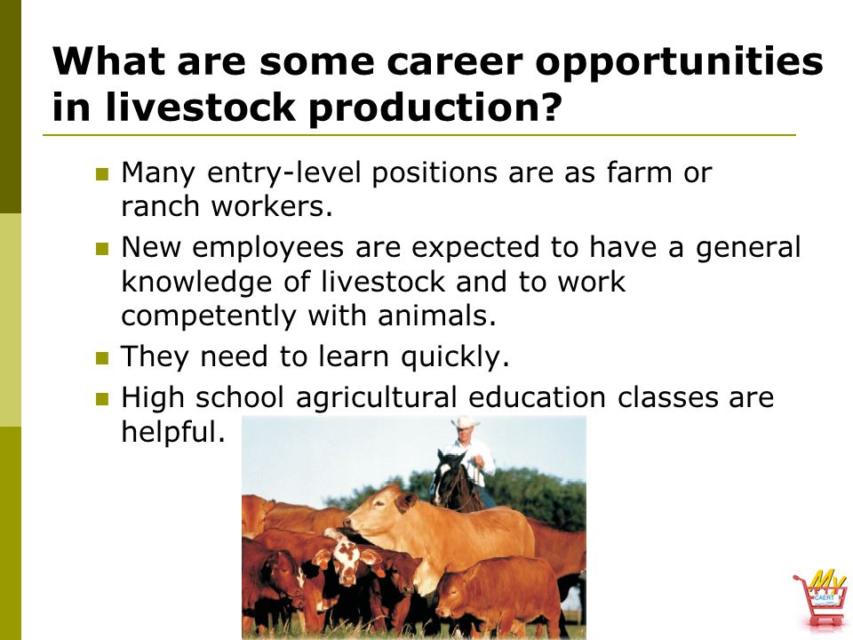 What are some career opportunities in livestock production