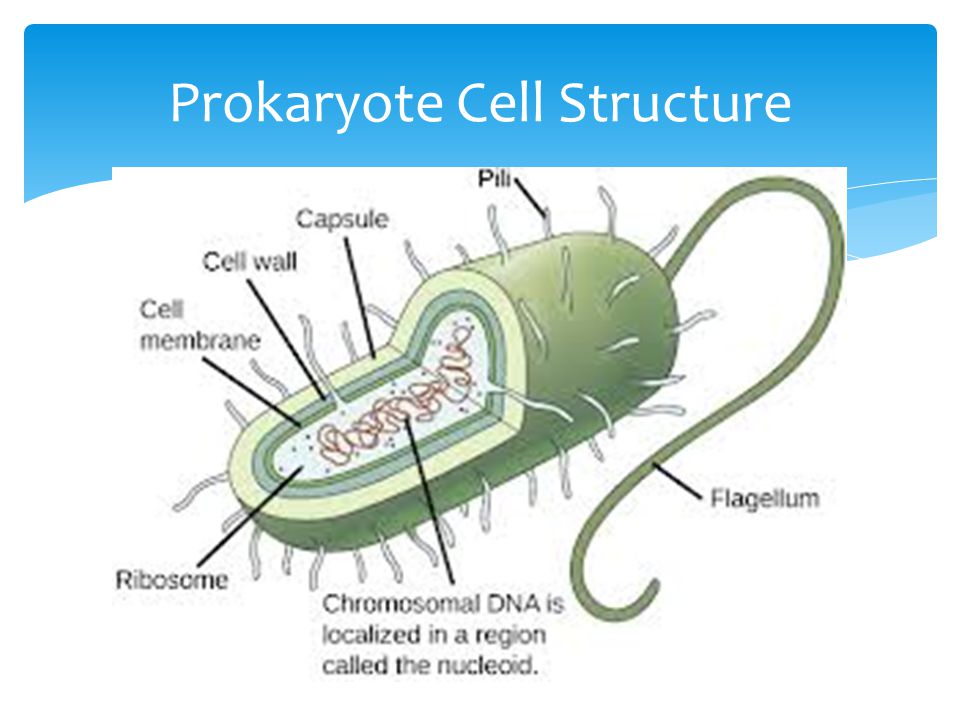 most prokaryotes are unicellular, such as bacteria, however