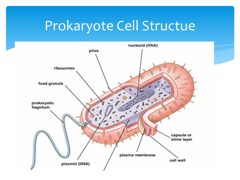 most prokaryotes are unicellular, such as bacteria, however