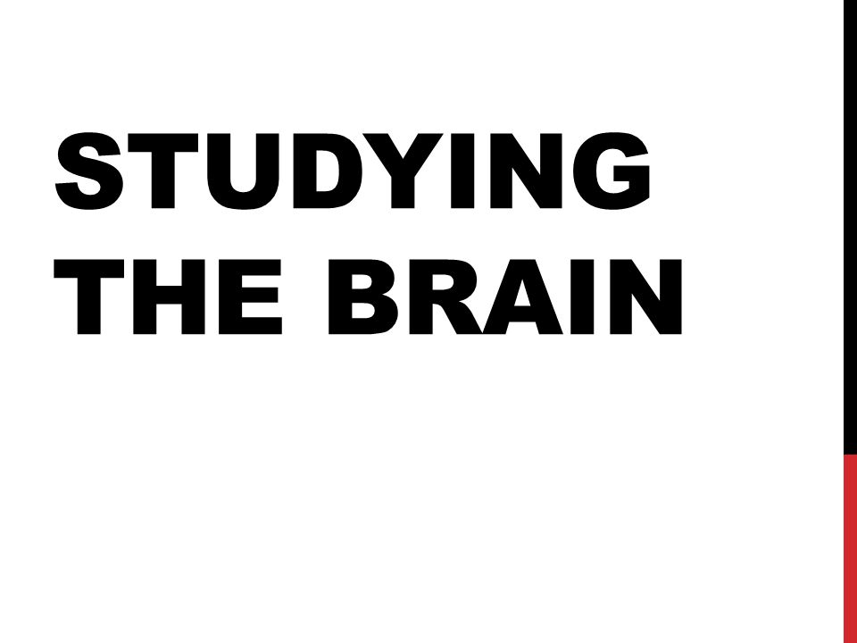 Studying The Brain