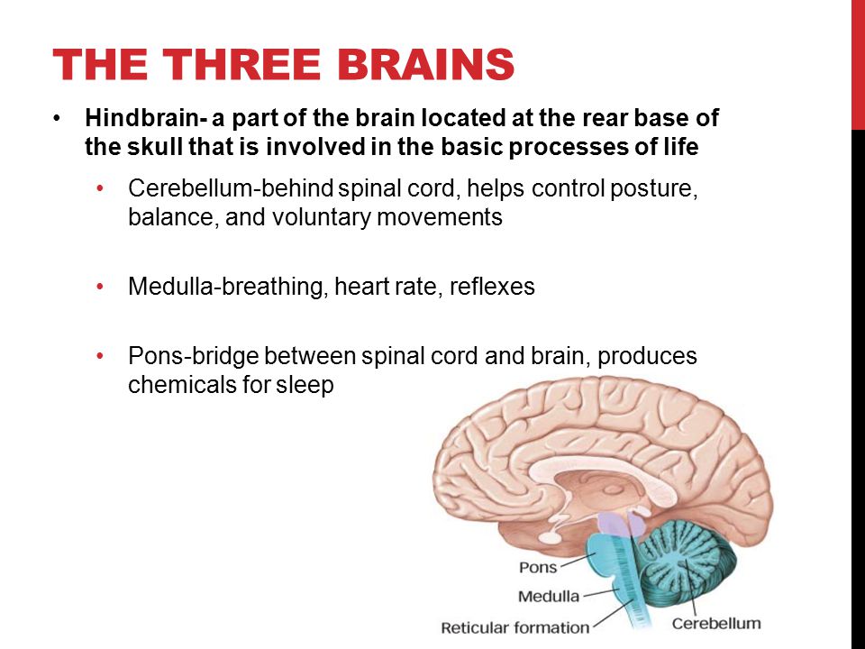THE THREE BRAINS Hindbrain- a part of the brain located at the rear base of the skull that is involved in the basic processes of life.
