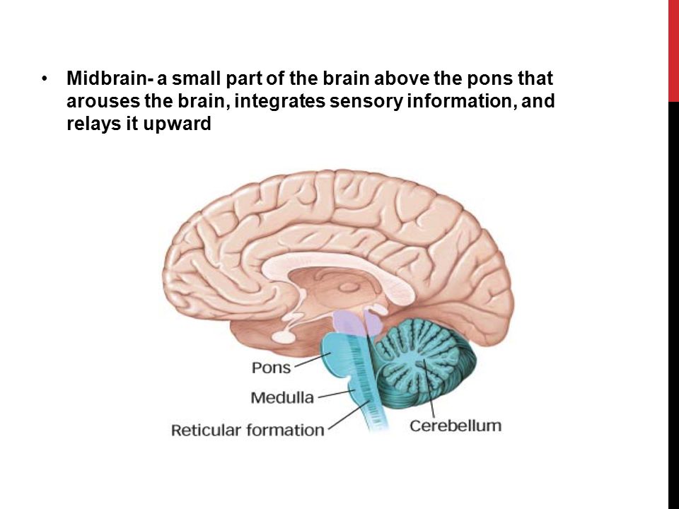 Midbrain- a small part of the brain above the pons that arouses the brain, integrates sensory information, and relays it upward