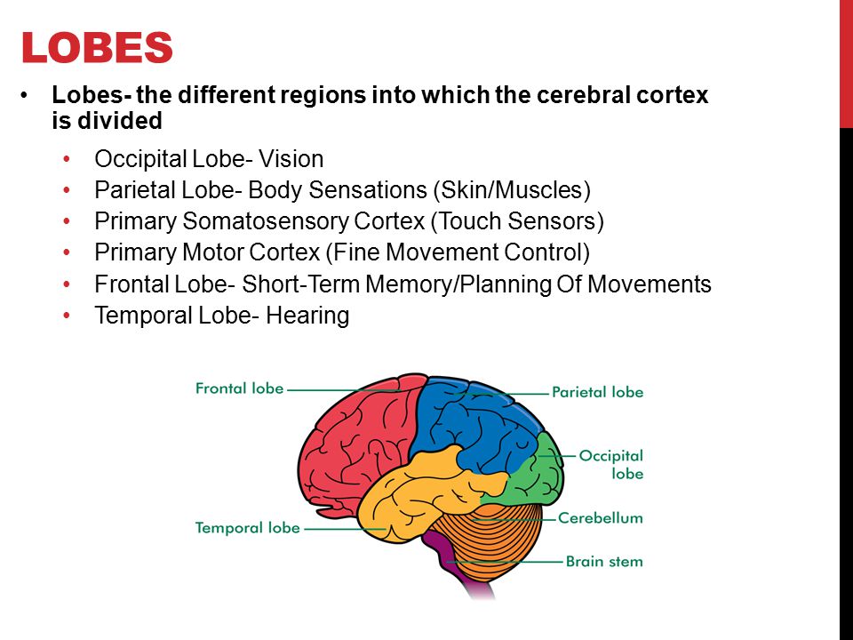 LOBES Lobes- the different regions into which the cerebral cortex is divided. Occipital Lobe- Vision.