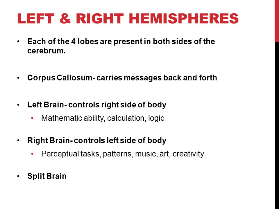 Left & Right Hemispheres