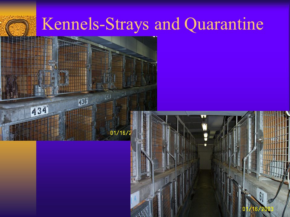 Kennels-Strays and Quarantine