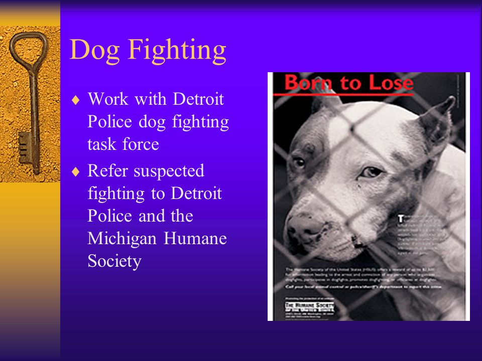 Dog Fighting Work with Detroit Police dog fighting task force