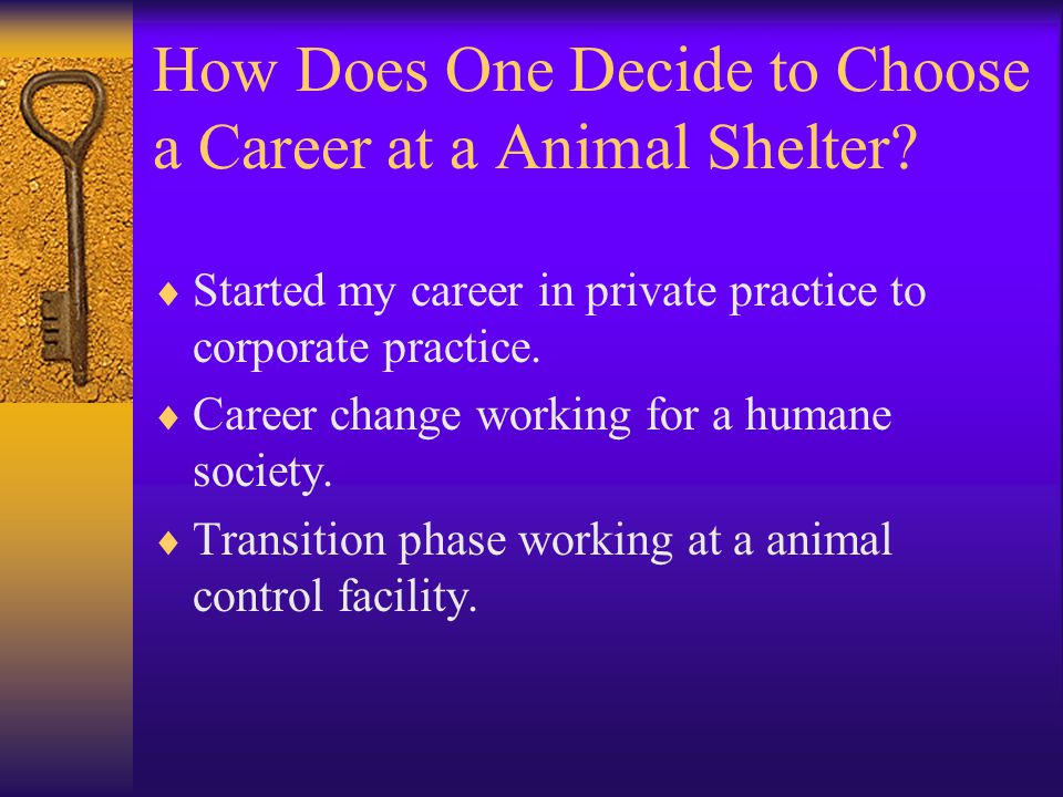 How Does One Decide to Choose a Career at a Animal Shelter