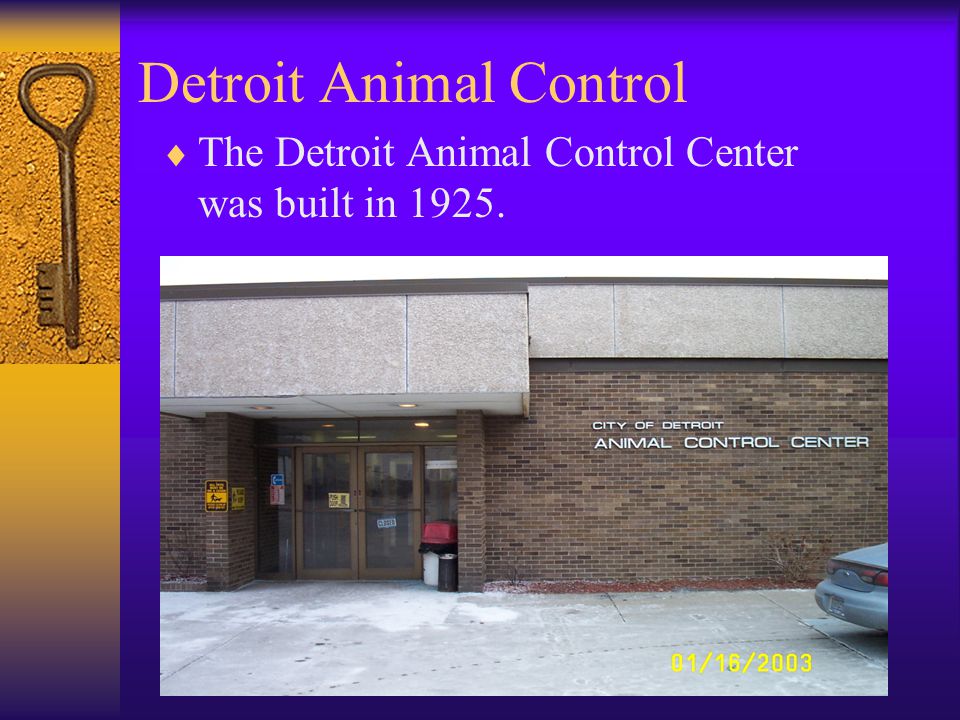 Detroit Animal Control