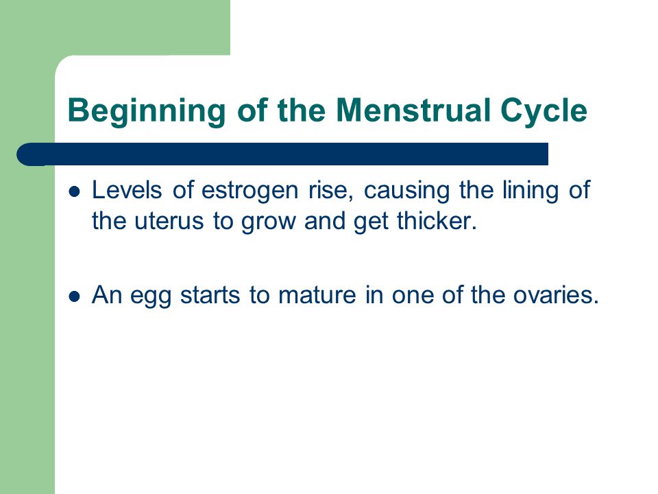 Beginning of the Menstrual Cycle