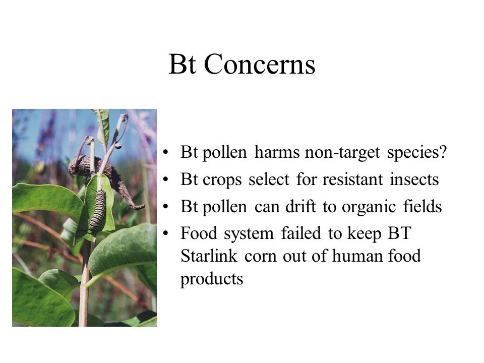 Bt Concerns Bt pollen harms non-target species