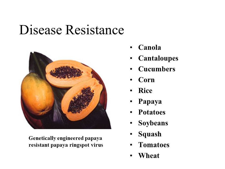 Disease Resistance Canola Cantaloupes Cucumbers Corn Rice Papaya