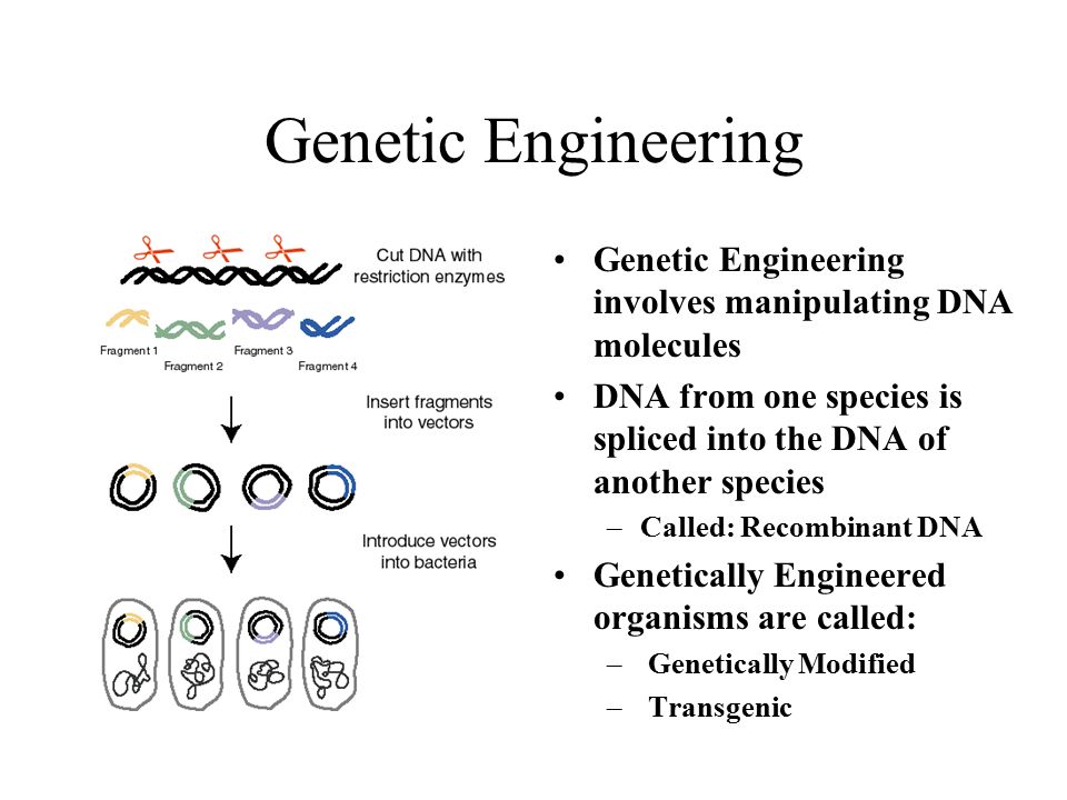 Genetic Engineering Genetic Engineering involves manipulating DNA molecules. DNA from one species is spliced into the DNA of another species.